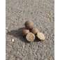 RAPTOR BAITS Kŕmne Bolies Repkáče 5kg 20mm RAPTOR BAITS Kŕmne Bolies Repkáče 5kg 20mm